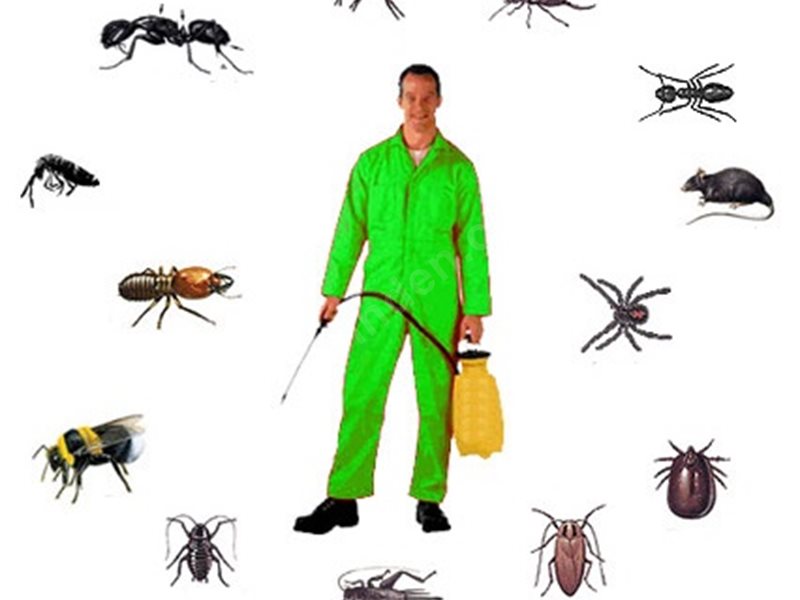 Zeytinalanı Böcek İlaçlama